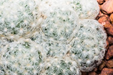 Mammillaria hahniana, Tayland 'a Yakın