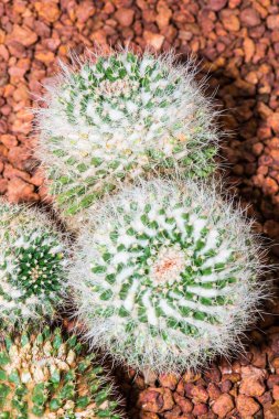 Mammillaria pringlei, Tayland 'a yakın.