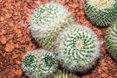 Mammillaria pringlei, Tayland 'a yakın.