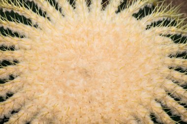 Golden Barrel Kaktüsü ya da Echinocactus Grusonii Hildm., Tayland