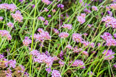 Menekşe çiçeğinin arka planı, Tayland