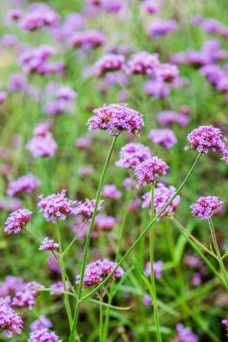 Menekşe çiçeğinin arka planı, Tayland