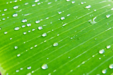 Muz yaprağına su damlaları, Tayland