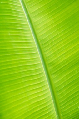 Muz yaprağının arka planı, Tayland