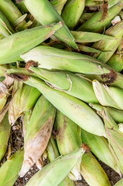 Taze tatlı mısır, Tayland