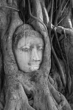 Tayland 'ın Ayuthaya ilinde Buda' nın başı.