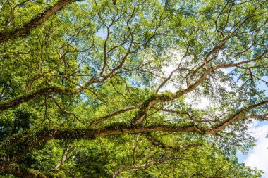 Khlong Lan Ulusal Parkı, Tayland Ağaçları