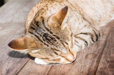 Tayland 'da uyuyan kedi..