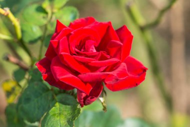 Bahçede kırmızı gül, Tayland.