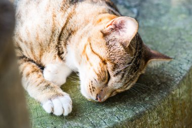 Tayland 'da uyuyan kedi..