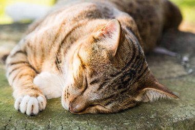 Tayland 'da uyuyan kedi..