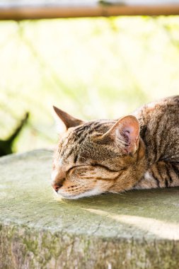 Tay kedisi nin portresi, Tayland.