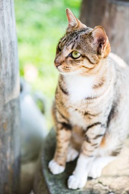 Tay kedi görünümlü Aksiyon, Tayland.