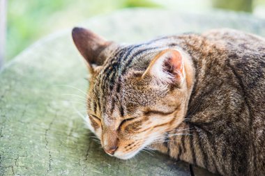 Tayland 'da uyuyan kedi..