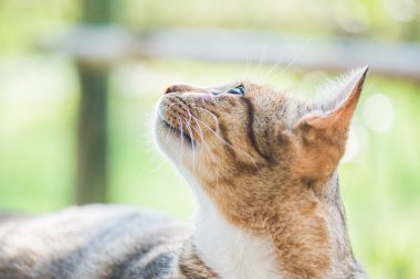 Tay kedi görünümlü Aksiyon, Tayland.