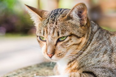 Tay kedi görünümlü Aksiyon, Tayland.
