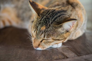 Tayland 'da uyuyan kedi..