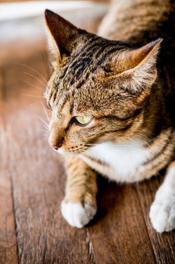 Tay kedi görünümlü Aksiyon, Tayland.