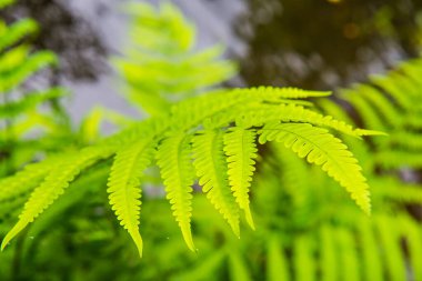 Su zeminli eğreltiotu yaprağı, Tayland.