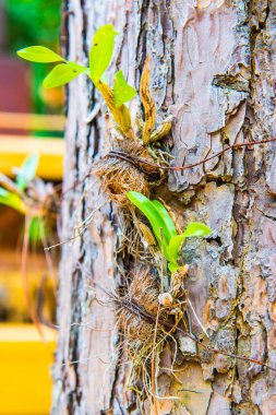 Orkide ağacı, Tayland 'da.