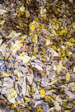 Kuru çay yaprağının arka planı, Tayland.