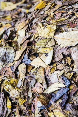 Kuru çay yaprağının arka planı, Tayland.