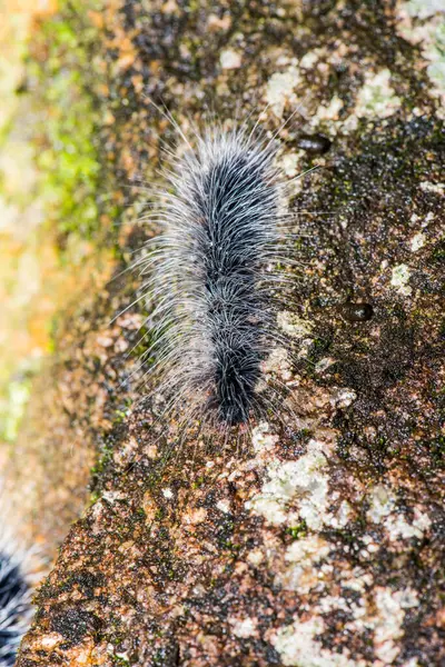 Tayland, Caterpillar 'a yakın.