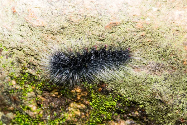 Tayland, Caterpillar 'a yakın.