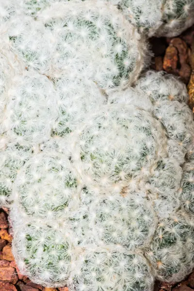 stock image Close Up of Mammillaria hahniana, Thailand