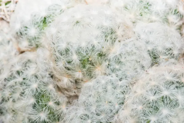 Mammillaria hahniana, Tayland 'a Yakın