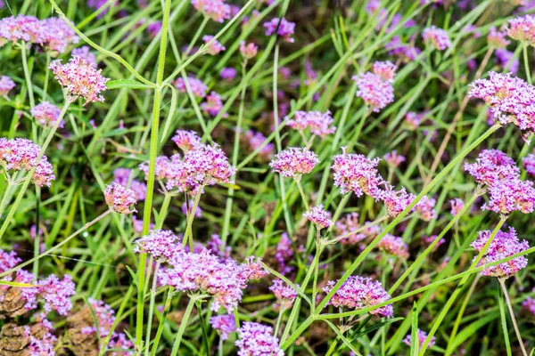 Menekşe çiçeğinin arka planı, Tayland