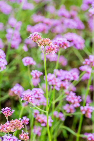 Menekşe çiçeğinin arka planı, Tayland