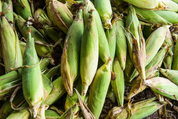 stock image Fresh sweet corns, Thailand