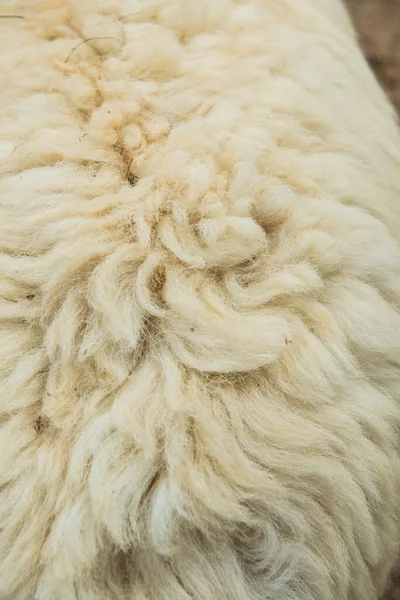 Background of raw wool or sheep skin, Thailand