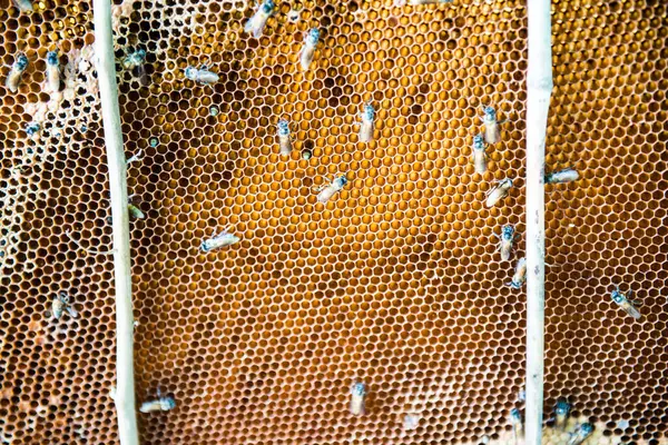 Bees on honeycomb, Thailand.
