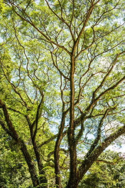 Khlong Lan Ulusal Parkı, Tayland Ağaçları