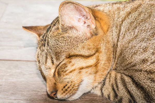 Tayland 'da uyuyan kedi..