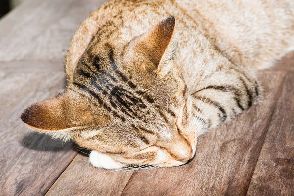 Tayland 'da uyuyan kedi..