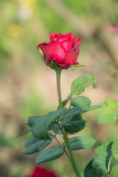 Rosa Vermelha Jardim Tailândia — Fotografia de Stock