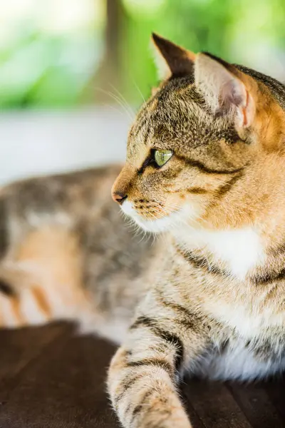 Tay kedi görünümlü Aksiyon, Tayland.