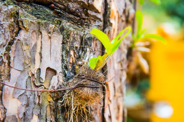 Orkide ağacı, Tayland 'da.