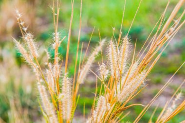 Kuru çimen çiçeği, Tayland