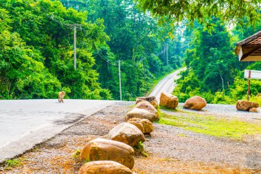 yol Milli Park, Tayland