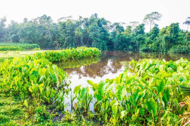 Tayland 'daki ulusal parkında nehir bulunan bir Caladium fabrikası.