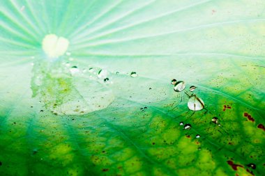 Lotus Yaprakları 'na Su Damlaları, Tayland