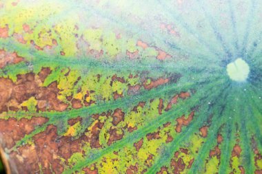 Nilüfer yaprağının arka planı, Tayland