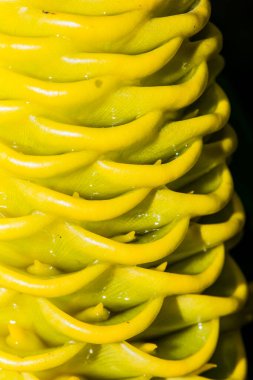 Tayland, Zingiber Spektabile Çiçeği