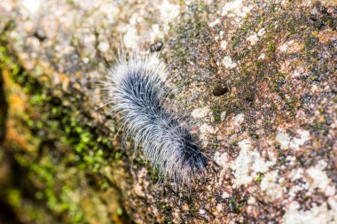 Tayland, Caterpillar 'a yakın.
