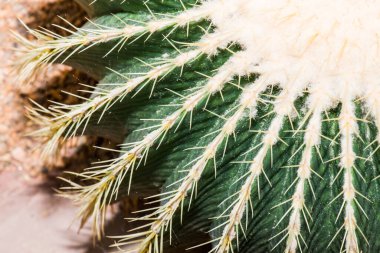 Golden Barrel Kaktüsü ya da Echinocactus Grusonii Hildm., Tayland