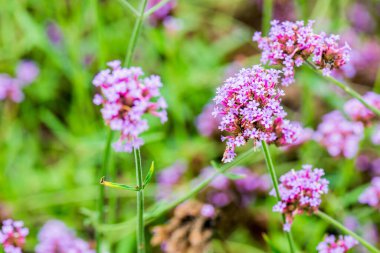Menekşe çiçeğinin arka planı, Tayland